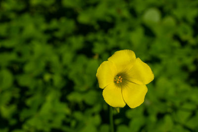 Close-up of yellow flowering plant