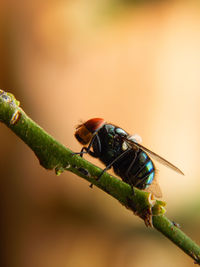 Close-up of insect on plant