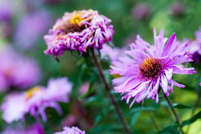 Close-up of purple coneflower blooming outdoors