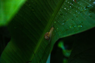 High angle view of reptile on leaf