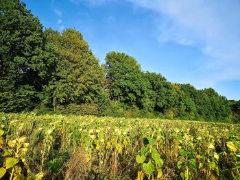 Scenic view of flowering trees on field against sky