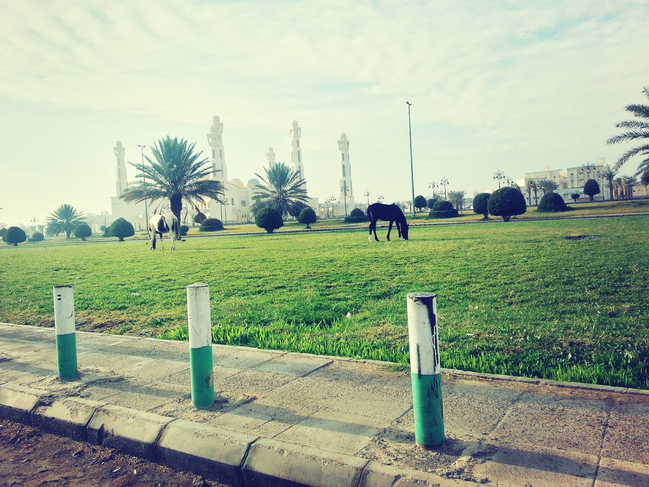 grass, sky, field, animal themes, grassy, green color, domestic animals, tree, one animal, landscape, tranquility, built structure, cloud - sky, nature, building exterior, park - man made space, lawn, tranquil scene, day, growth