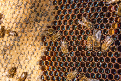 Close-up of bees on honeycomb