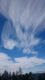 Low angle view of trees against blue sky