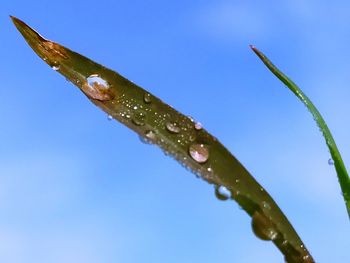 Close-up of wet plant against blue sky