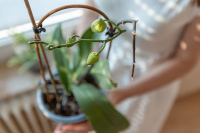 Woman holding an orchid plant