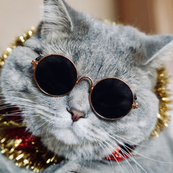 Close-up of cat wearing sunglasses