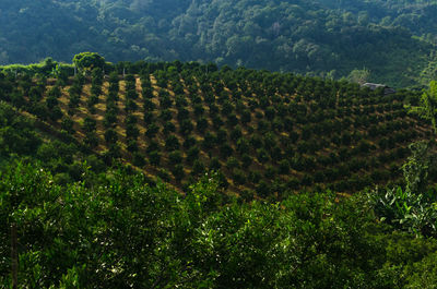 Rows of orange trees in plantation,orange tree farm plantation 