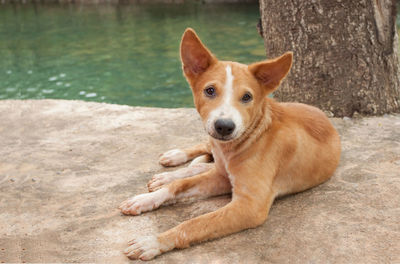 Portrait of dog sitting outdoors