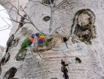 Low angle view of bird perching on tree