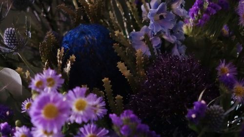 Close-up of purple flowering plants