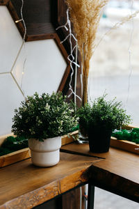 Close-up of potted plant on table