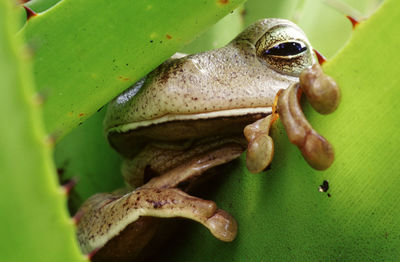 Tropical frog sleeping in a green bromeliad - brazil. 
