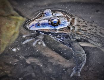 High angle view of fish swimming in sea