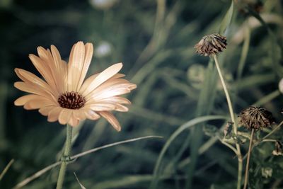 Close-up of flowering plant