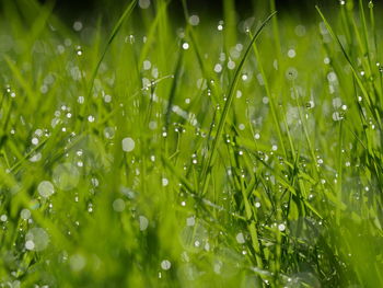 Close-up of water drops on leaf