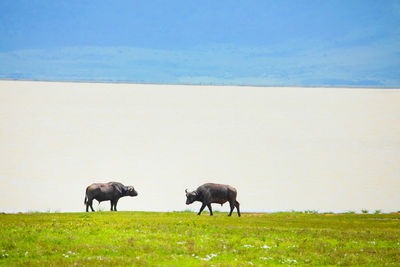 Horses grazing in a field