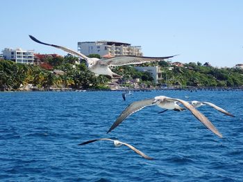 Seagull flying over sea against sky