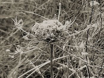 Plants growing on field