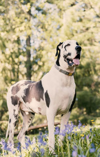 Portrait of very handsome harlequin great dane dog standing in nature with purple flowers at feet.