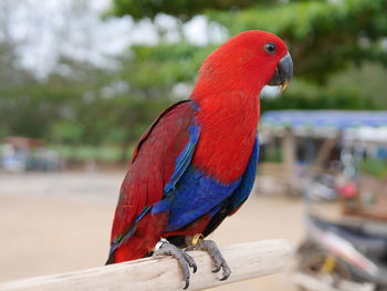 Close-up of parrot perching on railing