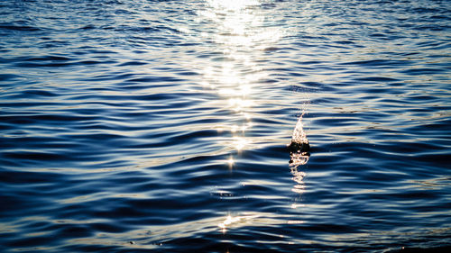 Turtle swimming in sea