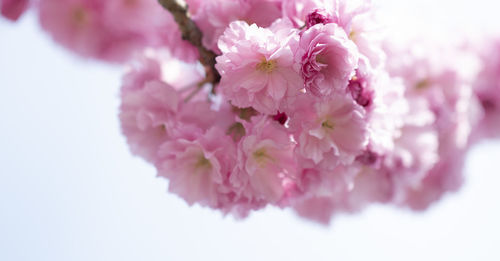 Close-up of pink cherry blossom against white background