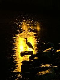 Silhouette ducks swimming in lake at night