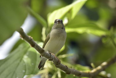 Close-up of bird perching on branch