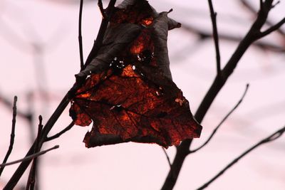 Close-up of dry leaf on branch against sky