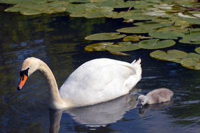 Swan floating on lake