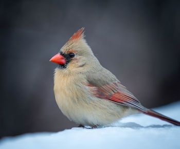 Close-up of bird perching on snow