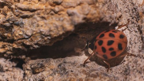 Close-up of ladybug on rock