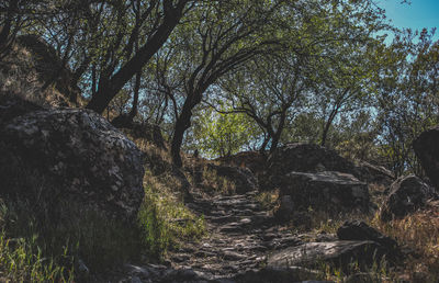 Trees growing in forest