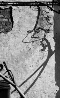 Shadow of tree on wall