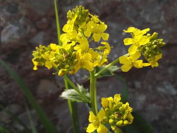 Close-up of yellow flowers