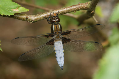 Natural closeup on a blue male broad bodied chaser dragonfly, libellula depressa, hanging 