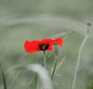 Close-up of red poppy blooming outdoors