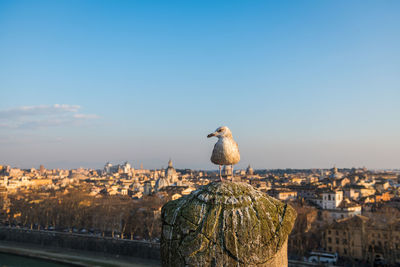 Seagull perching on a city against sky