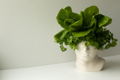 Close-up of potted plant on table against white background