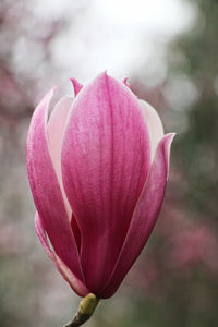 Magnolia Beauty