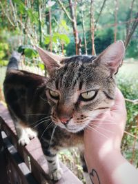 Cropped hand of woman petting cat on railing