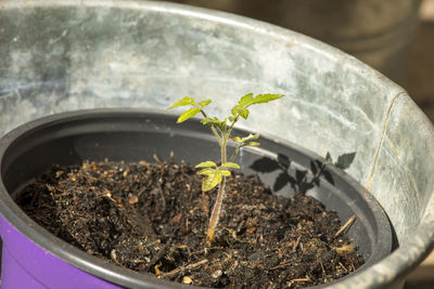 Close-up of potted plant