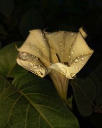 Close-up of raindrops on wet leaves