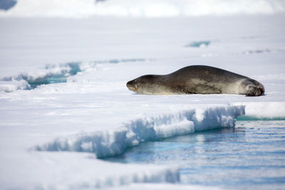 Seal on frozen sea