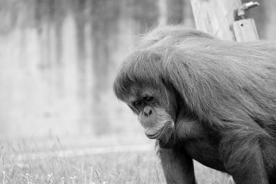 Orangutan at zoo