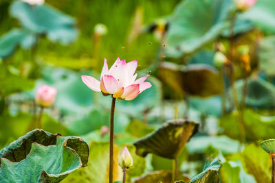 Close-up of pink water lily