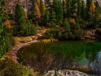 Scenic view of stream amidst trees and lake in forest