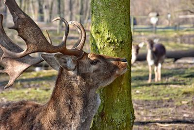 Deer standing on tree trunk