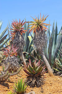 Close-up of cactus plants growing on field